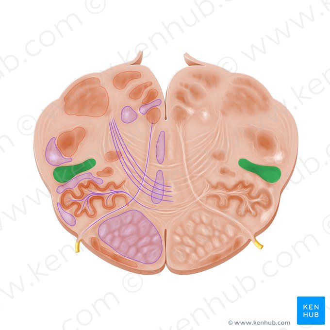 Lateral reticular nucleus (Nucleus reticularis lateralis); Image: Paul Kim
