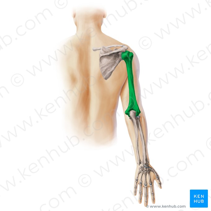 Humerus (Oberarmknochen); Bild: Paul Kim