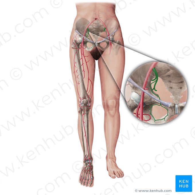 Internal iliac artery (Arteria iliaca interna); Image: Paul Kim