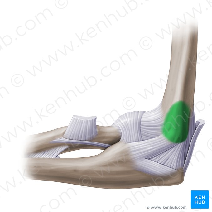 Epicôndilo medial do úmero (Epicondylus medialis humeri); Imagem: Paul Kim