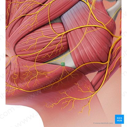 Ganglion submandibulaire (Ganglion submandibulare); Image : Paul Kim
