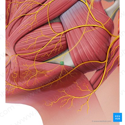 Ganglio submandibular (Ganglion submandibulare); Imagen: Paul Kim