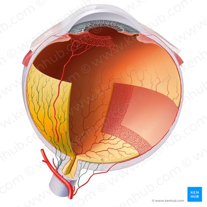 Artères ciliaires postérieures courtes (Arteriae ciliares posteriores breves); Image : Paul Kim