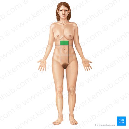 Regio epigastrica (Epigastrium); Bild: Irina Münstermann