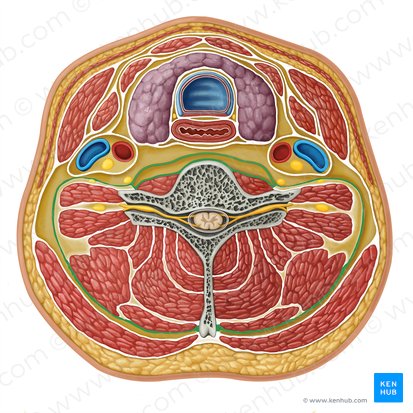 Deep layer of deep cervical fascia (Lamina profunda fasciae cervicalis profundae); Image: Irina Münstermann