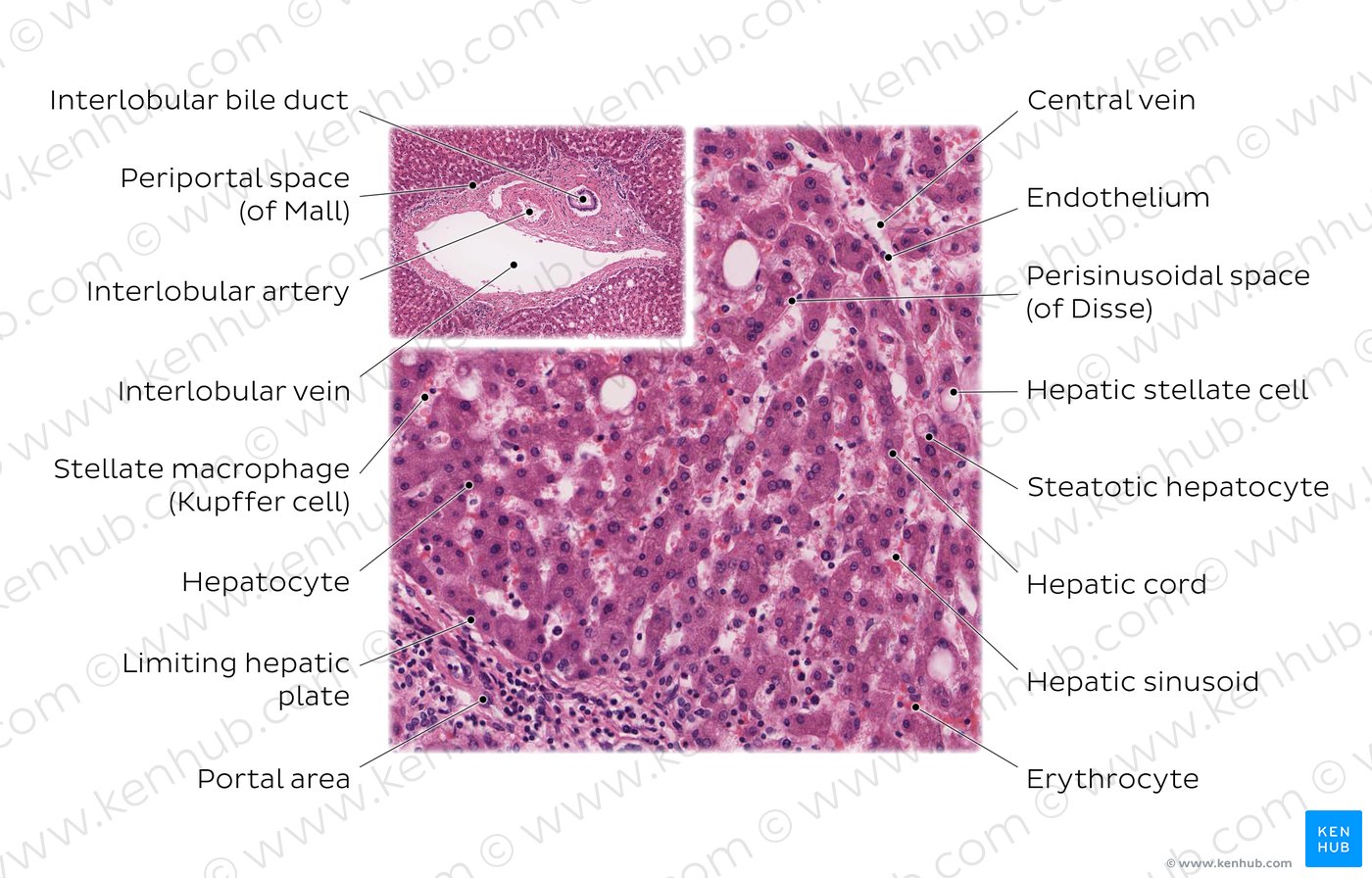Liver parenchyma. Stain: H&E. High magnification.