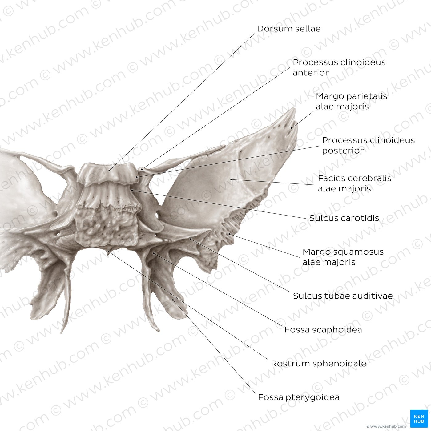 Os sphenoidale (posterior view)
