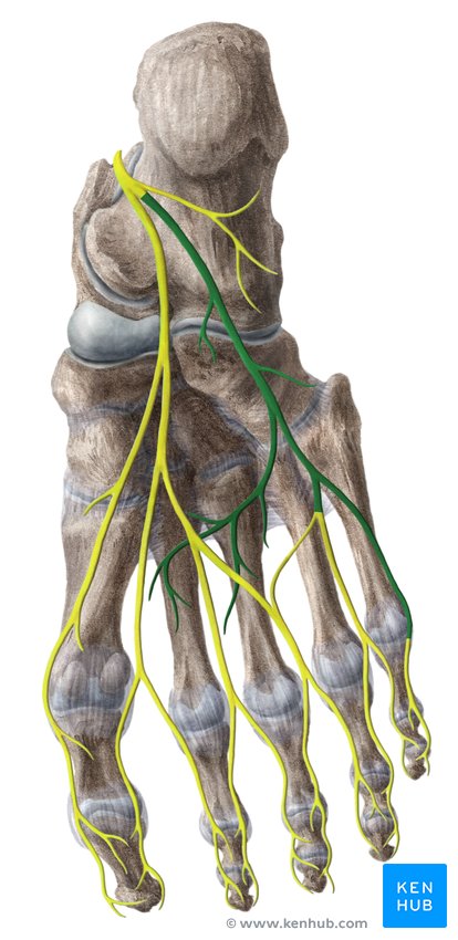 Lateral plantar nerve - caudal view