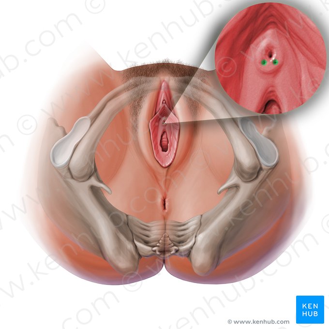 Abertura da glândula parauretral (Ostium glandulae paraurethralis); Imagem: Paul Kim