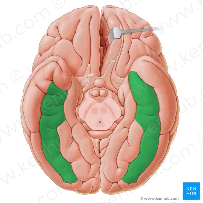 Lateral occipitotemporal gyrus (Gyrus occipitotemporalis lateralis); Image: Paul Kim