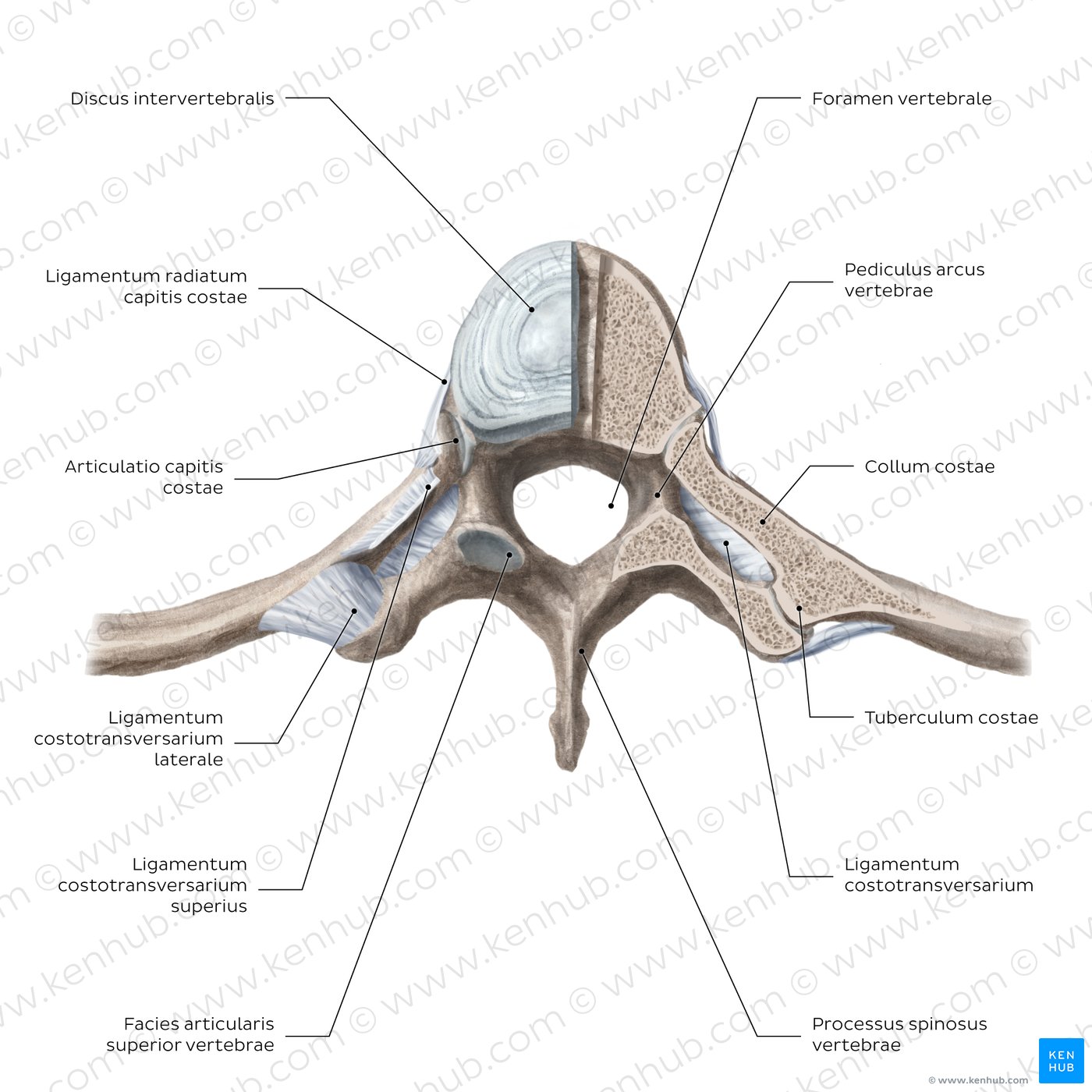 Costovertebral joints (transverse section)