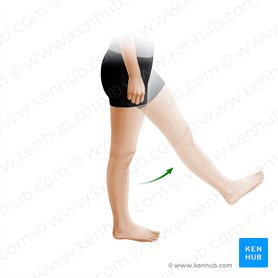 Flexion of thigh (Flexio femoris); Image: Paul Kim