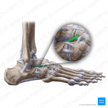 Ligamentum calcaneonaviculare (Fersenbein-Kahnbein-Band); Bild: Liene Znotina