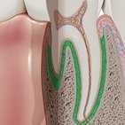 Ligamento periodontal