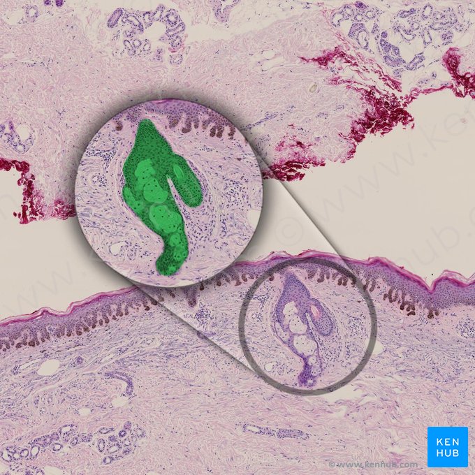 Glândula sebácea (Glandula sebacea); Imagem: 