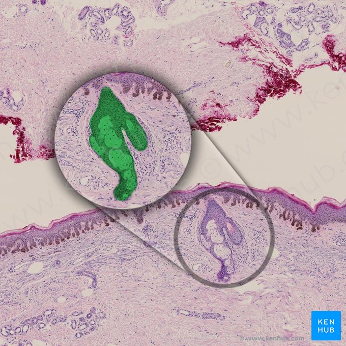 Sebaceous gland (Glandula sebacea); Image: 