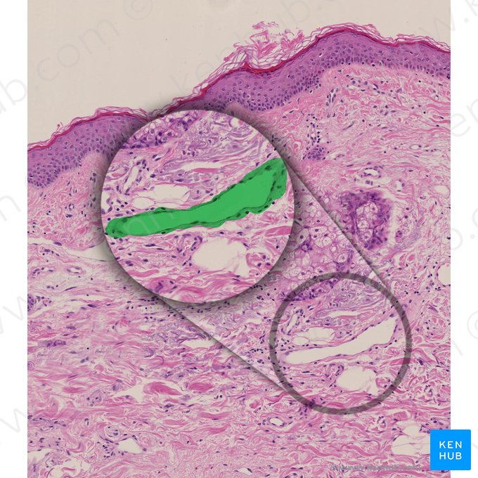Vaso linfático da derme (Vas lymphaticum dermis); Imagem: 