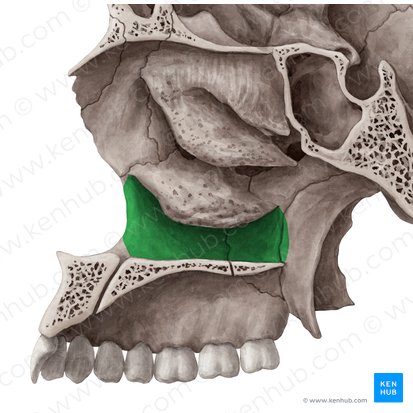 Inferior nasal meatus (Meatus nasalis inferior); Image: Yousun Koh