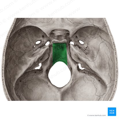 Clivo do osso occipital (Clivus ossis occipitalis); Imagem: Yousun Koh