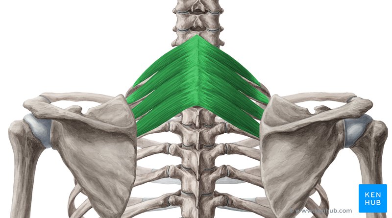 Músculo serrátil (serreado) posterior superior (verde) - vista posterior