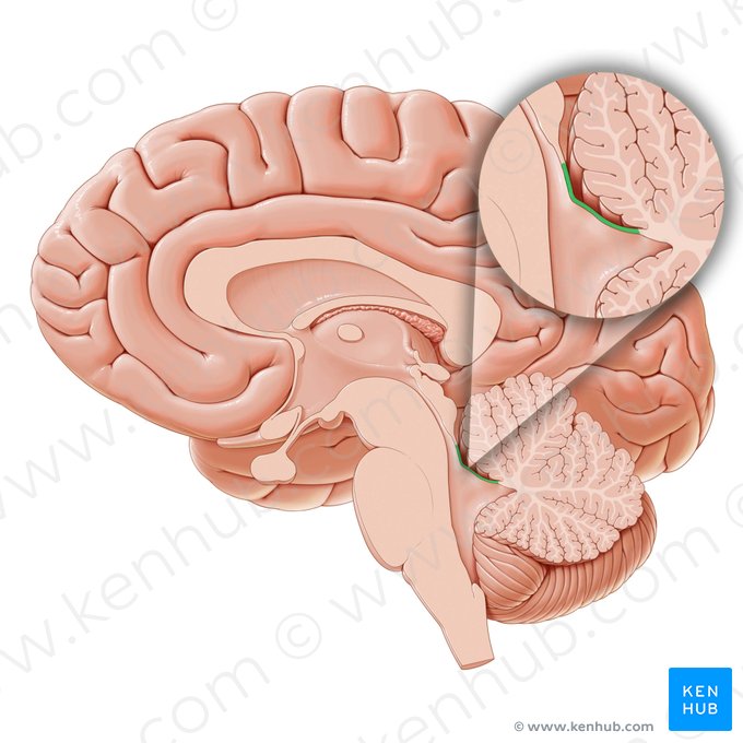 Superior medullary velum (Velum medullare superius); Image: Paul Kim