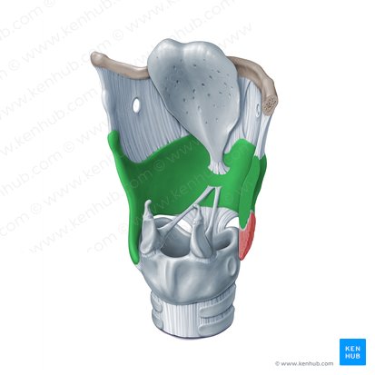 Thyroid cartilage (Cartilago thyroidea); Image: Paul Kim