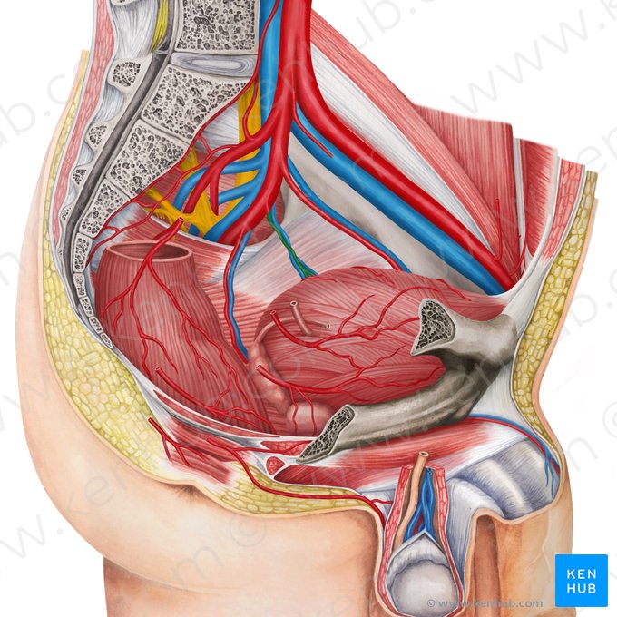 Arteria vesicalis inferior sinistra (Linke untere Harnblasenarterie); Bild: Irina Münstermann
