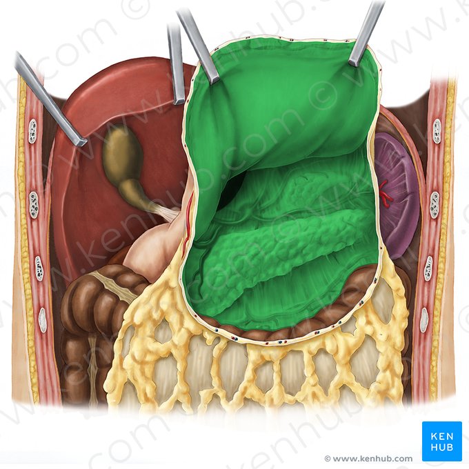 Bourse omentale (Bursa omentalis); Image : Esther Gollan