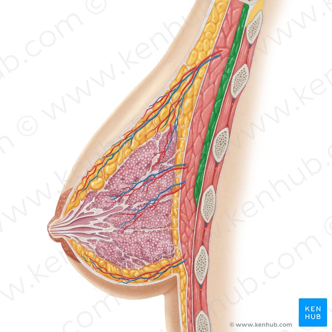 Pectoralis minor muscle (Musculus pectoralis minor); Image: Samantha Zimmerman