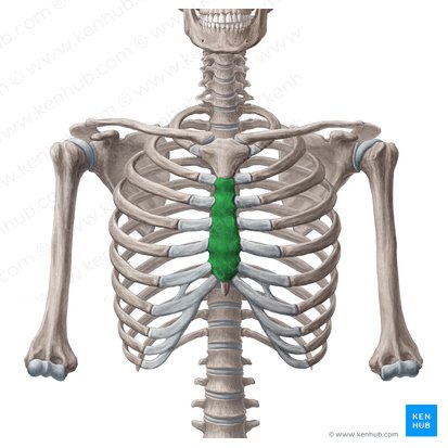 Cuerpo del esternón (Corpus sterni); Imagen: Yousun Koh