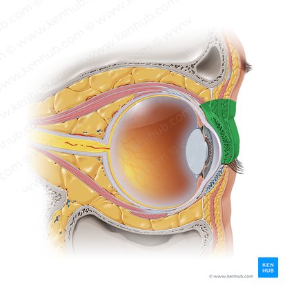 Superior eyelid (Palpebra superior); Image: Paul Kim