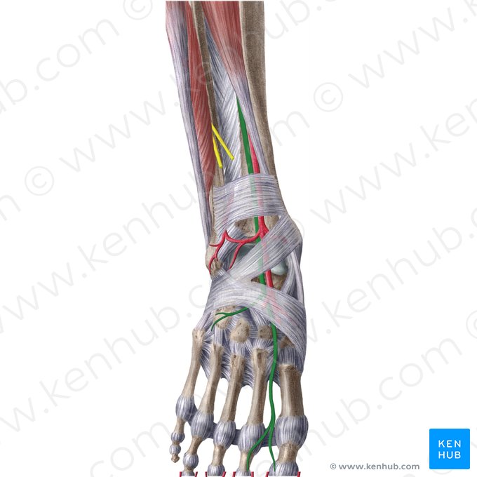 Nervo fibular profundo (Nervus fibularis profundus); Imagem: Liene Znotina