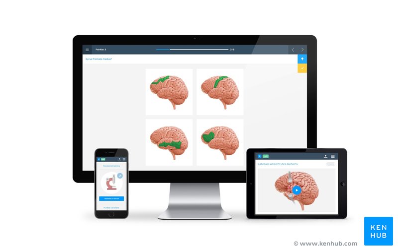 O Kenhub é completamente responsivo em todos os dispositivos