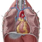 Surface projections of the heart