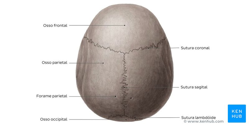 Estruturas do crânio nomeadas - vista superior