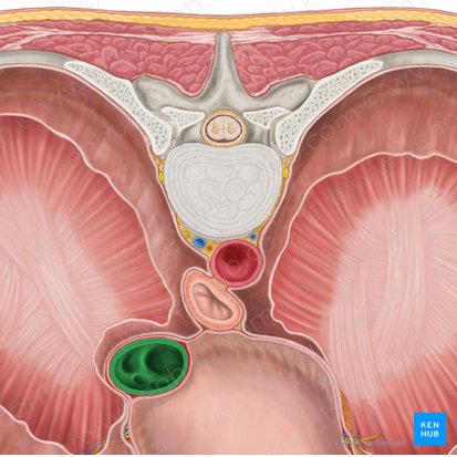 Inferior vena cava (Vena cava inferior); Image: Brendon Farley