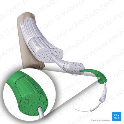 Feixe de fibras secundárias (Fasciculus secondarius); Imagem: Paul Kim