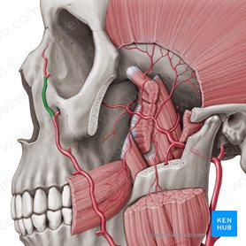 Angular artery (Arteria angularis); Image: Paul Kim