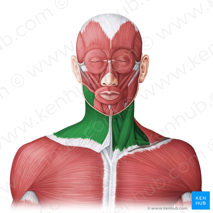 Músculos anteriores do pescoço (Musculi anteriores colli); Imagem: Irina Münstermann