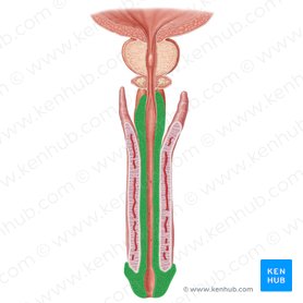 Cuerpo esponjoso del pene (Corpus spongiosum penis); Imagen: Samantha Zimmerman