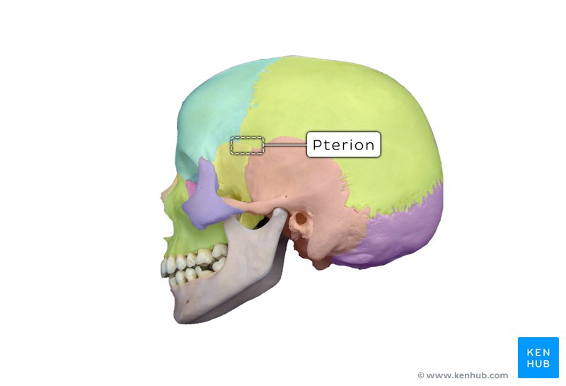Pterion