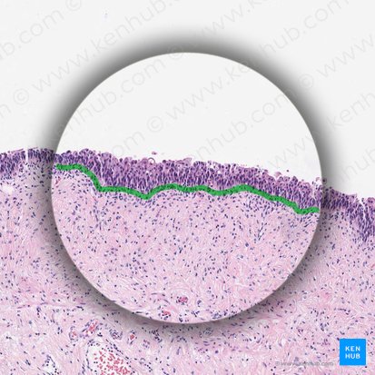 Membrana basal (Membrana basalis); Imagem: 