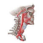 Arteries of the head: lateral view