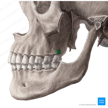 Tuberosidade maxilar (Tuber maxillae); Imagem: Yousun Koh