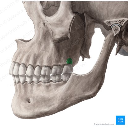 Maxillary tuberosity (Tuber maxillae); Image: Yousun Koh