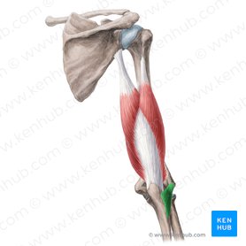 Músculo ancôneo (Musculus anconeus); Imagem: Yousun Koh
