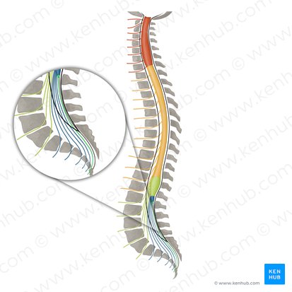 Coccygeal nerve (Nervus coccygeus); Image: Irina Münstermann