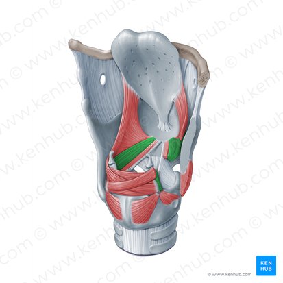 Thyroarytenoid muscle (Musculus thyroarytenoideus); Image: Paul Kim