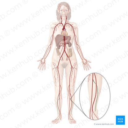 Fibular artery (Arteria fibularis); Image: Begoña Rodriguez