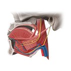 Neurovasculature of the tongue